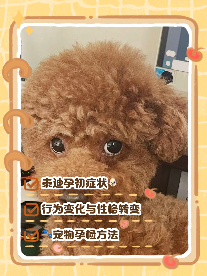 泰迪能吃哈密瓜吗(泰迪可以吃哈密瓜和香蕉吗) 泰迪能吃哈密瓜吗(泰迪可以吃哈密瓜和香蕉吗)