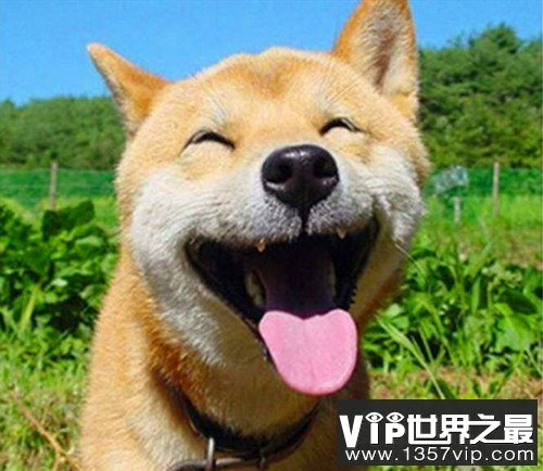 微笑狗恐怖原图(微笑狗恐怖 吓人) 微笑狗恐怖原图(微笑狗恐怖 吓人)