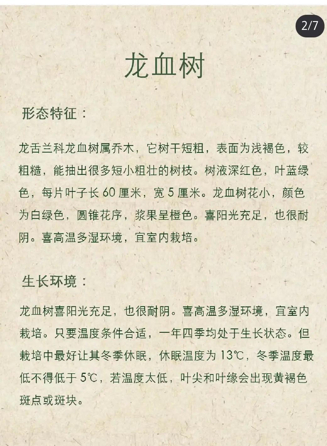 龙血树有毒吗(黑珍珠龙血树有毒吗) 龙血树有毒吗(黑珍珠龙血树有毒吗)