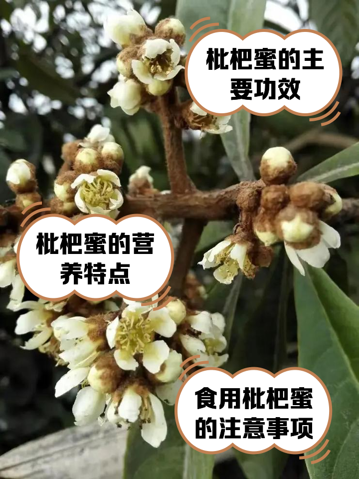 枇杷果的功效与禁忌(枇杷果的功效与禁忌症) 枇杷果的功效与禁忌(枇杷果的功效与禁忌症)