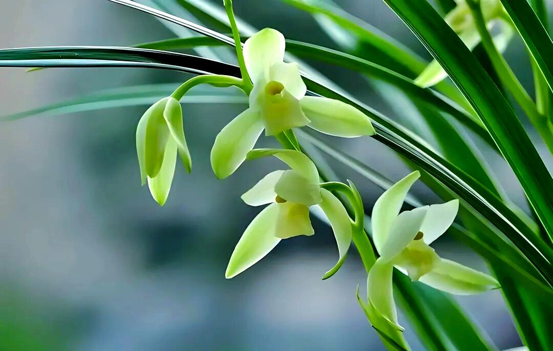 兰花的人生哲理(兰花的励志人生句子) 兰花的人生哲理(兰花的励志人生句子)