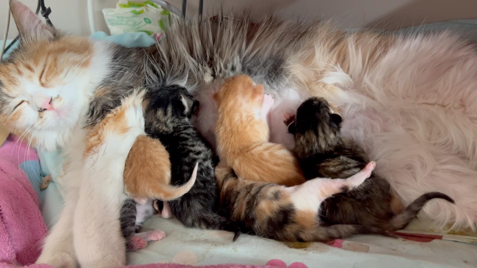 梦见小猫生了好多猫仔(梦见小猫生了好多猫仔什么意思)